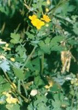  Celandine Extract